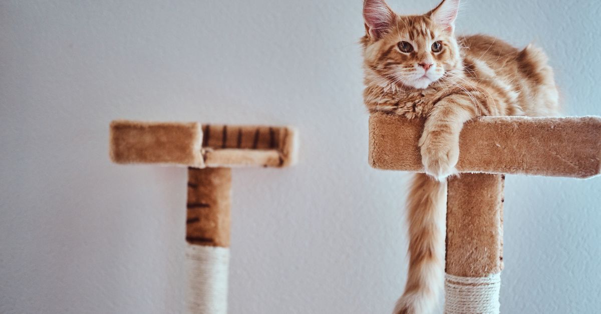Floor to Ceiling Cat Tree